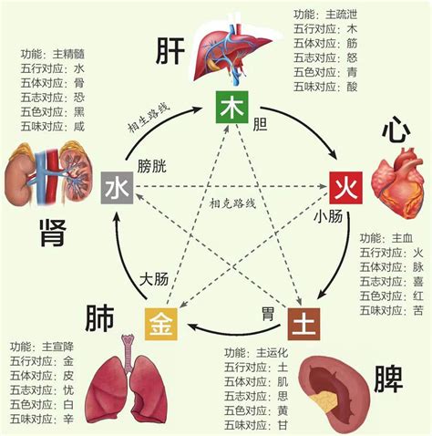 五行 五脏|中医给五脏划分了五行属性，十分精准，古人是如何做。